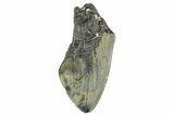 Partial, Fossil Megalodon Tooth - North Carolina #381538-1